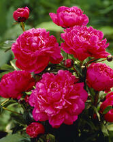 Без бренда «2KMB-4036» в Пензе