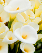 Без бренда «Белые каллы» в Пензе