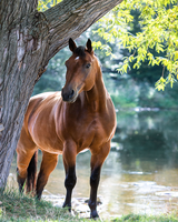 Без бренда «Коробка 20 шт: Лошадь у дерева» в Пензе