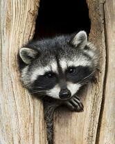 Без бренда «Енот в дупле» в Пензе