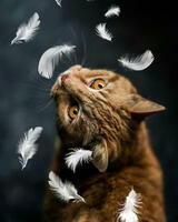 Без бренда «Кот среди перышек» в Пензе