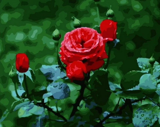 Картина по номерам 40x50 Куст красной розе в утренней росе