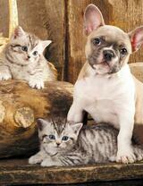Без бренда «Милый щенок французского бульдога и два котёнка» в Пензе в интернет-магазине  Без бренда «Милый щенок французского бульдога и два котёнка» в Пензе