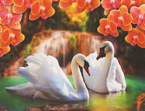 Белые лебеди и орхидеи