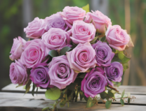 Фиолетово-розовые розы