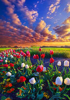 Без бренда «Поле тюльпанов под облачным небом» в Пензе